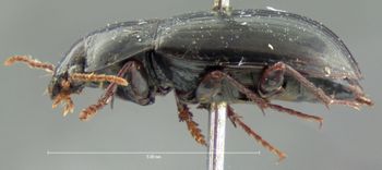 Media type: image;   Entomology 5688 Aspect: habitus lateral view